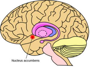 Nucleus Accumbens